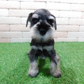 ミニチュアシュナウザー