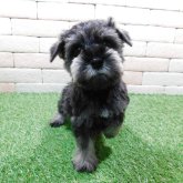 ミニチュアシュナウザー