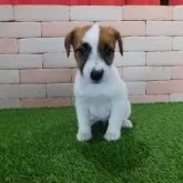 ジャックラッセルテリア【三重県・女の子・2024年12月9日・ホワイト&タン】の写真1