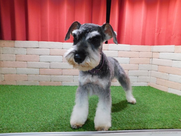 ミニチュアシュナウザー【・女の子・2023年4月9日・ソルトアンドペッパー】