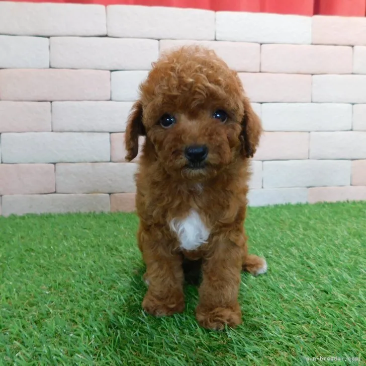 N.S 様のお迎えした子犬