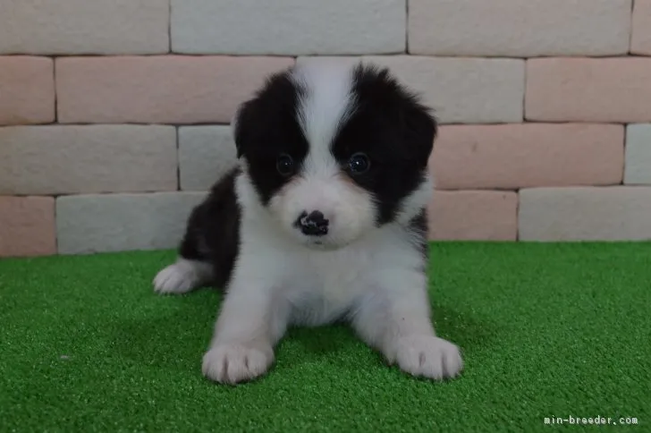 ルルロロ 様のお迎えした子犬