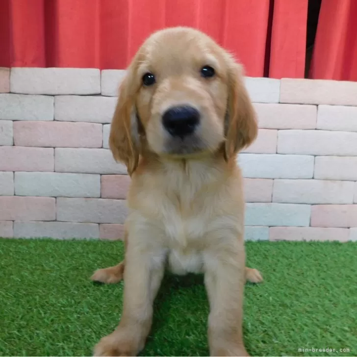 ID:2407-00698の子犬