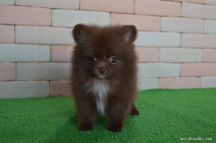 ID：1902-01626の子犬