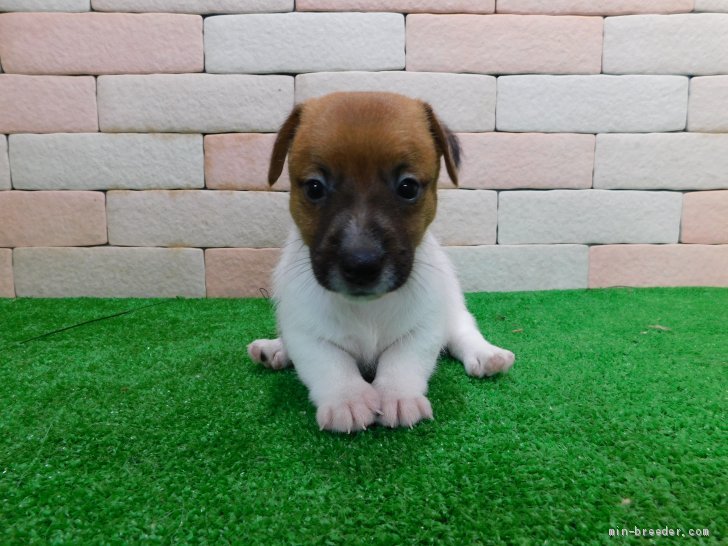 ジャックラッセルテリア 三重県 男の子 年7月31日 ホワイト タン かわいい 子犬が生まれました みんなのブリーダー 子犬id 09