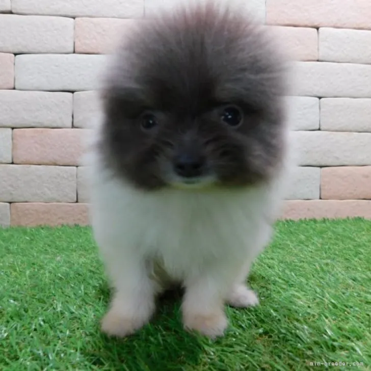 ID：2301-02088の子犬