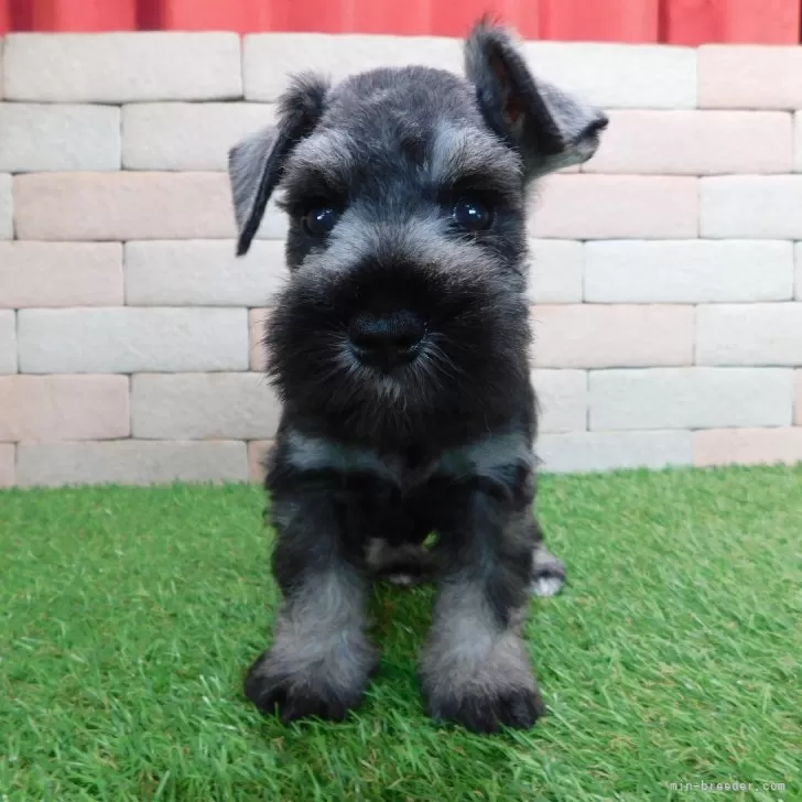 ID：2409-05441の子犬