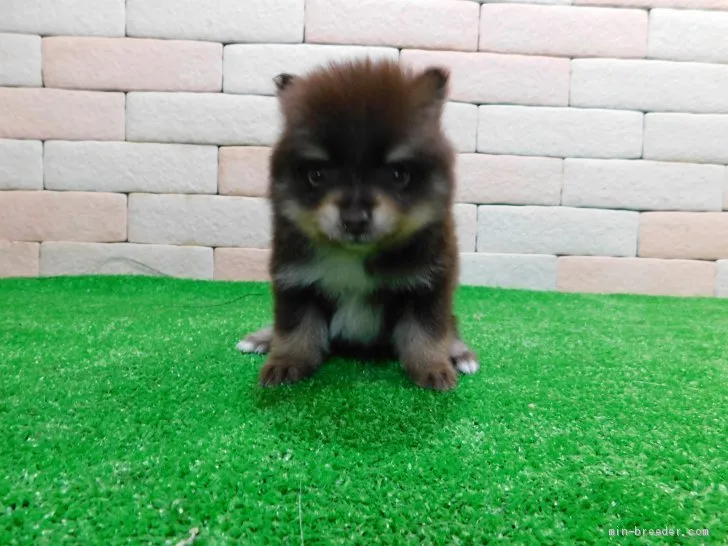 ID：1912-02363の子犬