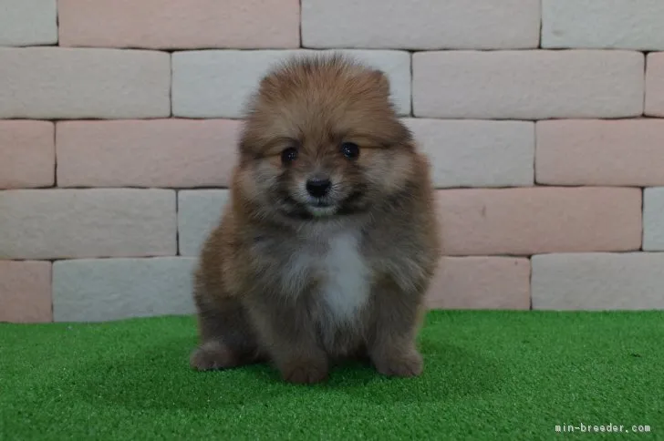 ID：1902-02347の子犬