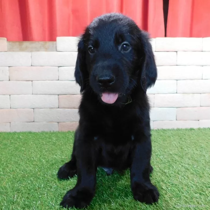 ID：2407-05698の子犬