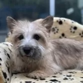 ケアーンテリア【大阪府・女の子・2025年5月10日・レッド】の写真14