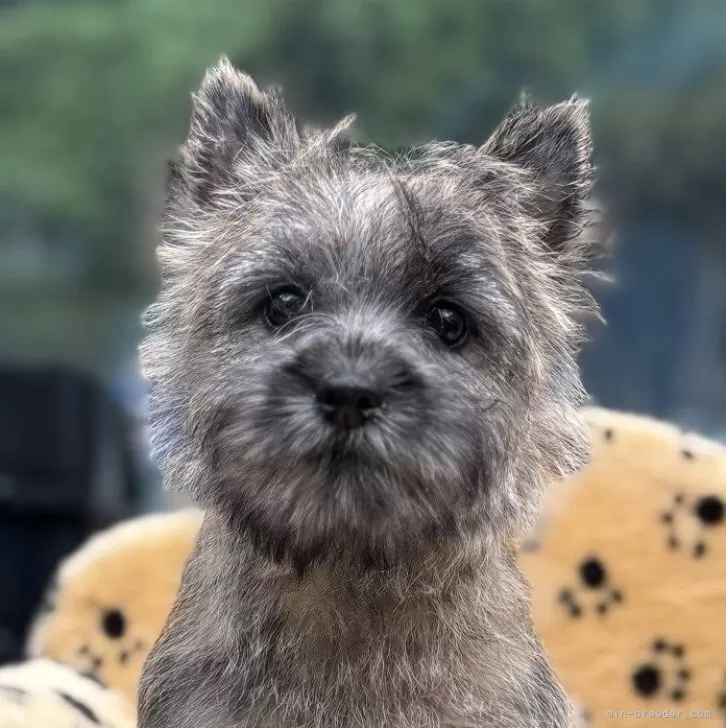 ケアーンテリア【大阪府・女の子・2025年7月5日・レッド】の写真1