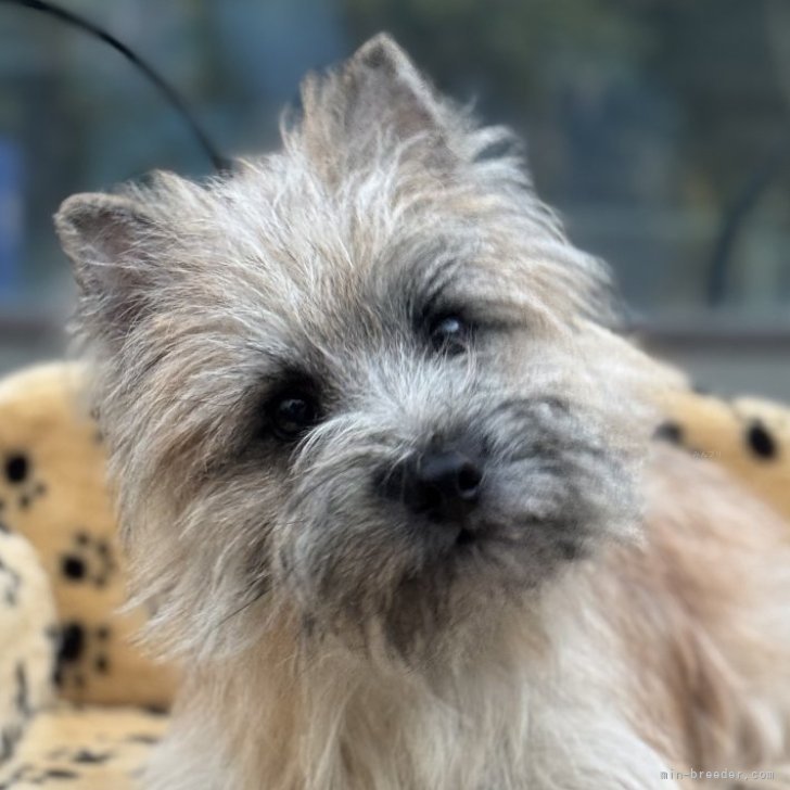 ブリーダー画像