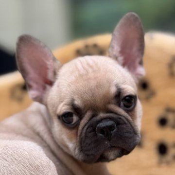 フレンチブルドッグ【大阪府・男の子・2025年8月23日・フォーン】の写真「のったりとした男の子です。」