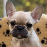 フレンチブルドッグ