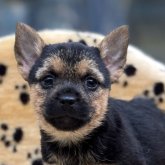 ノーリッチテリア