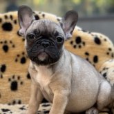 フレンチブルドッグ