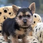 ノーリッチテリア