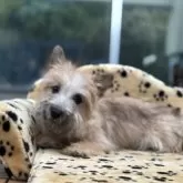 ケアーンテリア【大阪府・女の子・2025年5月10日・レッド】の写真2