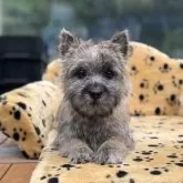 ケアーンテリア【大阪府・女の子・2025年7月5日・レッド】の写真9