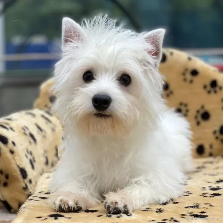 ID：2404-06385の子犬