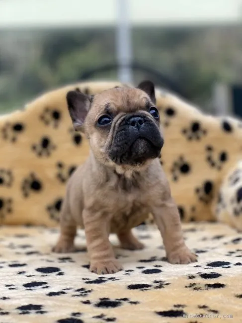 ID:2102-02941の子犬