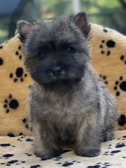 sun 様のお迎えした子犬