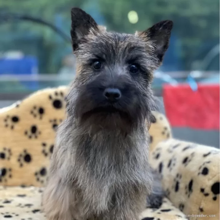 ID:2401-00873の子犬