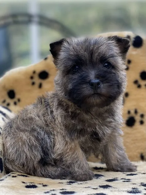 ID：2203-02493の子犬