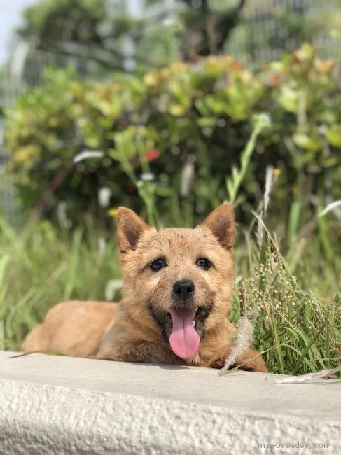 H.H 様のお迎えした子犬