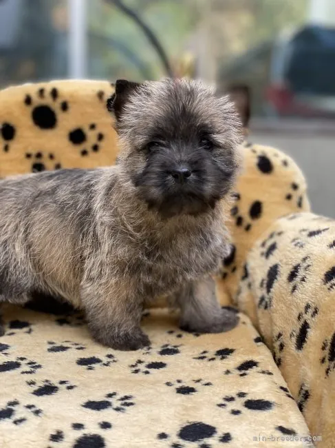 ID:2112-03625の子犬