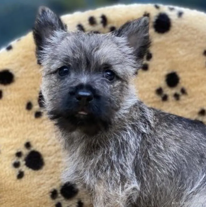 ID:2211-03609の子犬