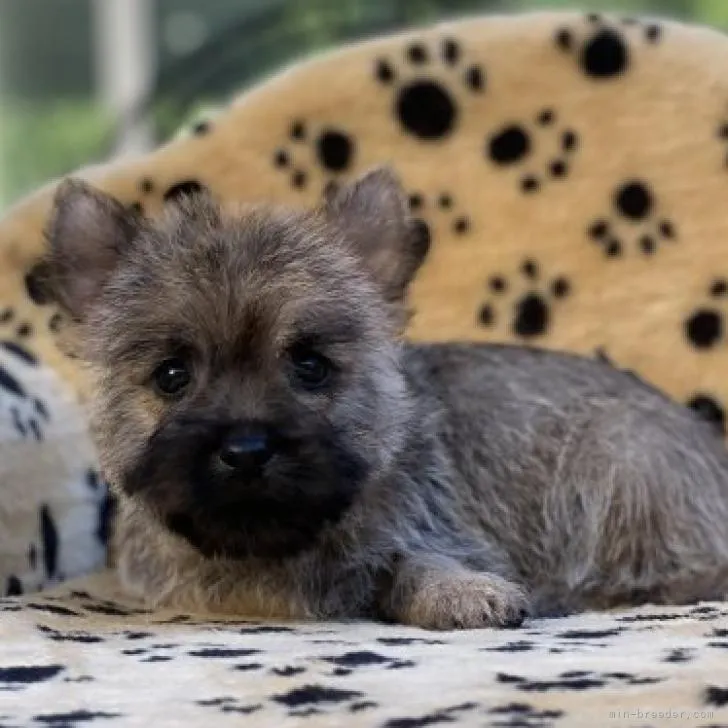 ID：2211-01523の子犬