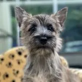 ケアーンテリア【大阪府・女の子・2022年4月10日・ブリンドル】の写真1