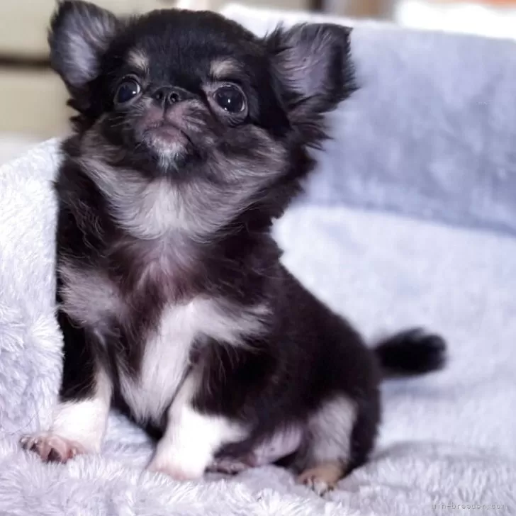 ID：2508-01284の子犬