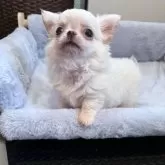 チワワ(ロング)
