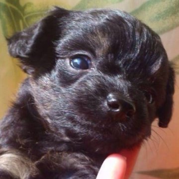 チワプー【神奈川県・男の子・2014年1月21日・ブラックタン】の写真「小ぶりなお鼻も短めなプードルよりの子」