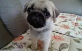 パグ【岡山県・男の子・2021年4月16日・フォーン】の写真2