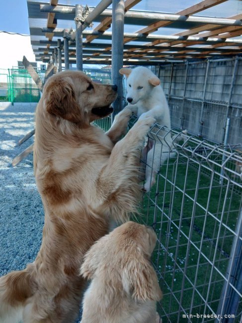 内田　信昭(うちだ　のぶあき)ブリーダー(徳島県・柴犬など・JKC/日本犬保存会登録)の紹介写真8