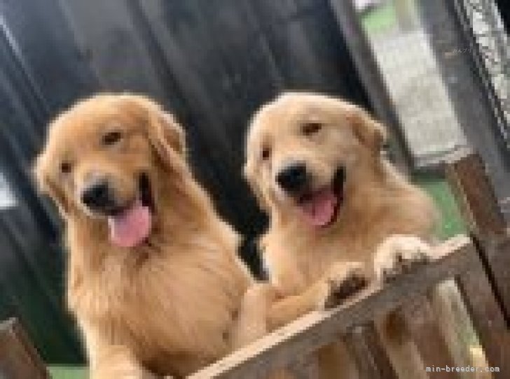 内田　密信(うちだ　みっしん)ブリーダー(徳島県・柴犬など・JKC/日本犬保存会登録)の紹介写真9