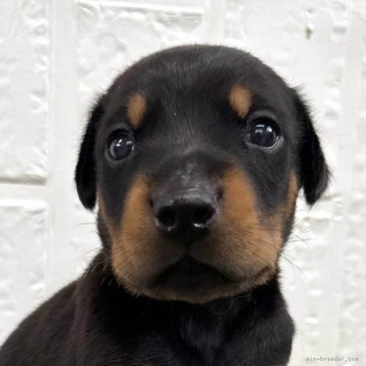 ブリーダー画像