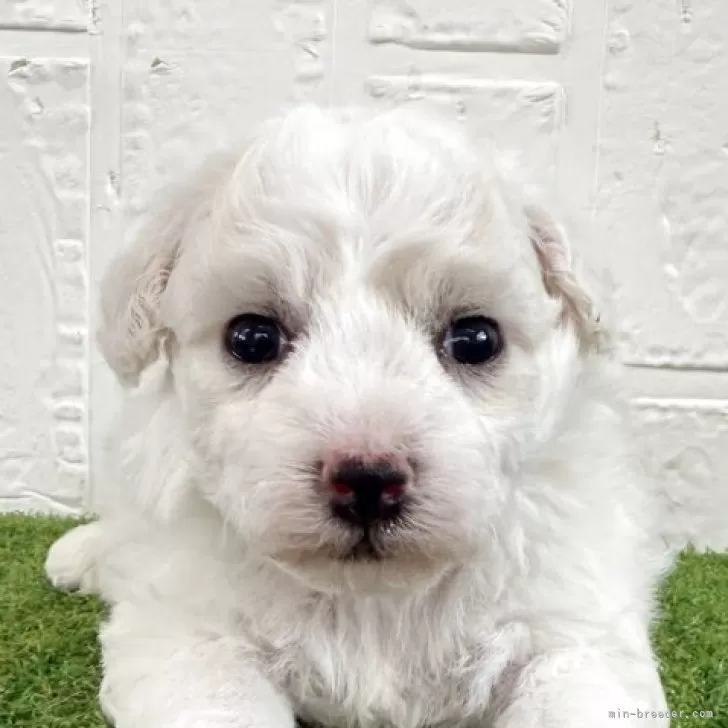 ID:2508-00072の子犬