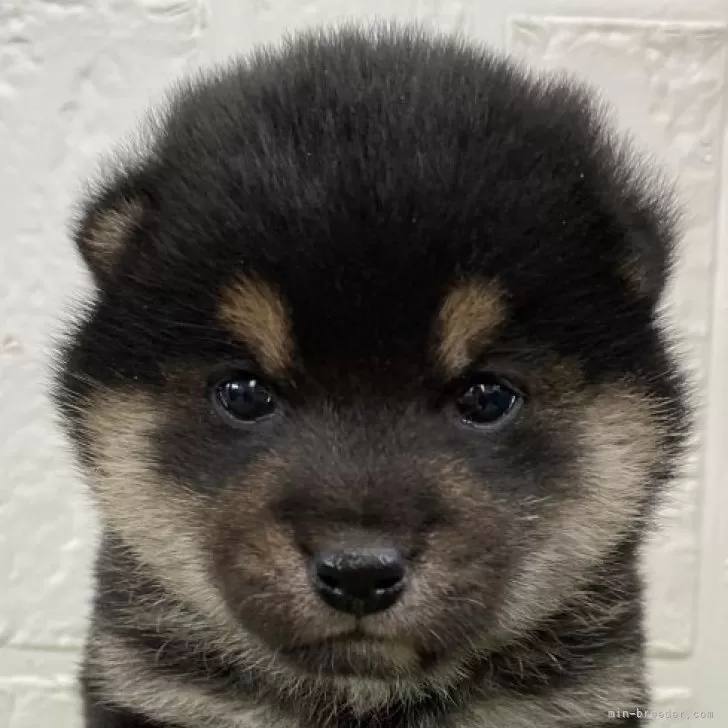 ID：2502-01662の子犬