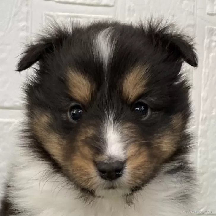 ID:2502-02124の子犬
