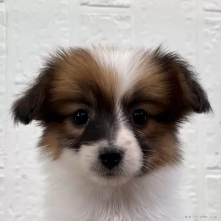 ID:2504-07217の子犬