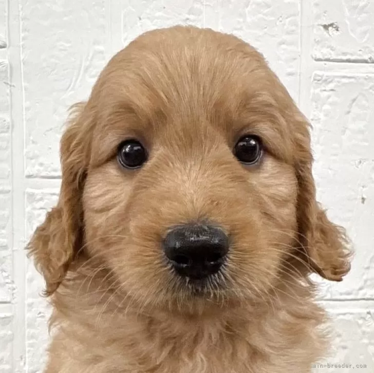 Y.H 様のお迎えした子犬