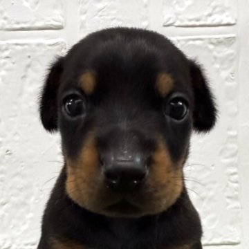 ドーベルマン【徳島県・女の子・2025年10月1日・ブラック&タン】の写真「甘えんぼの可愛い女の子♡」