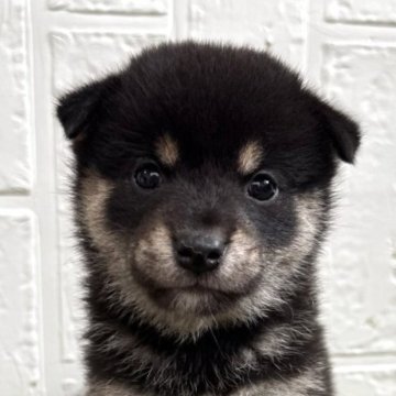 柴犬(標準サイズ)【徳島県・女の子・2025年6月25日・黒】の写真「可愛い女の子♡」