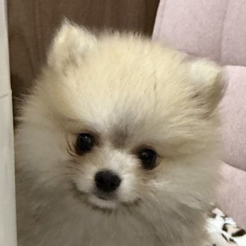 ポメラニアン【徳島県・女の子・2025年9月2日・フォーン&ホワイト】の写真「小ぶりの可愛いお姫さま👸🩷」