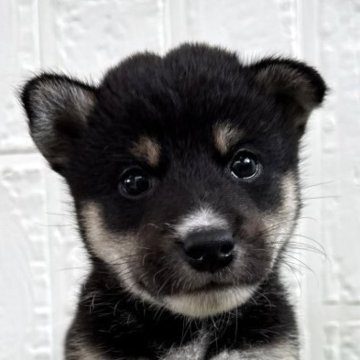 柴犬(標準サイズ)【徳島県・男の子・2025年6月24日・黒】の写真「可愛い男の子♡」